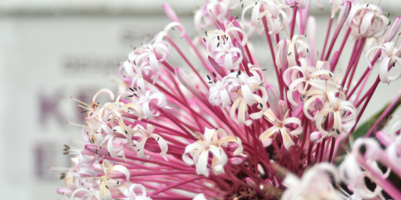 Flowers in front of Keonepoko Sign